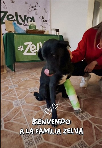 Perro rescatado con patita lastimada, adopción