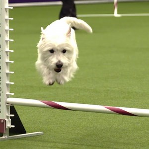 25K views · 632 reactions | Who will take home the 7th Annual Masters Agility Championship title? Watch tomorrow at 8pm EST on FS1 in the U.S. and Sportsnet 360 in Canada. | Westminster Kennel Club Dog Show | Facebook