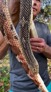 368K views · 8.9K reactions | Have you ever heard of a Florida pine snake? This is the coolest reptile on the planet! At least one of the coolest! I'm at the wonderful Hobe Sound Nature Center. The pine snake has the extraordinary talent of crawling vertically up pine trees, negotiating sticky wads of sap. It's often in the treetops in search of prey like nesting birds and squirrels. Such a cool serpent! | Jeff Corwin | Facebook
