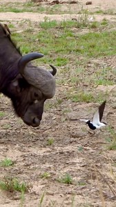 The ultimate survival of the fittest 💯—this little bird (Blacksmith Lapwing) bravely defends its eggs from a buffalo! 🐦🐃 #WildlifeDrama #NatureAtItsBest #SurvivalOfTheFittest #BirdWatching #SafariLife #AfricanWildlife #WildlifePhotography | Tanzania Inside and Safari
