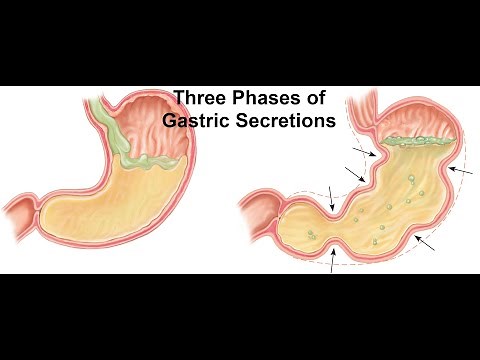 Three Phases of Gastric Secretion