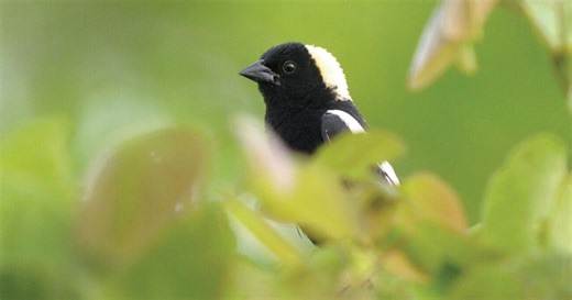 Take steps to protect birds during spring migration