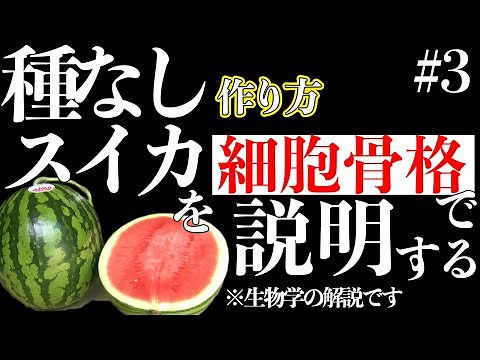 How to Grow Seedless Watermelons: Why can seedless watermelons be propagated even though they hav...