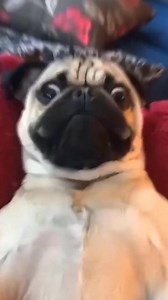 157K views · 8K reactions | Funny Animal  (234)#FurryLOL 藍 #DogLaughsDaily  #CatsBeingCrazy  #GoofyPetsForever ✨ #QuirkyAnimals | Swiftco Entertainment Inc. | Facebook