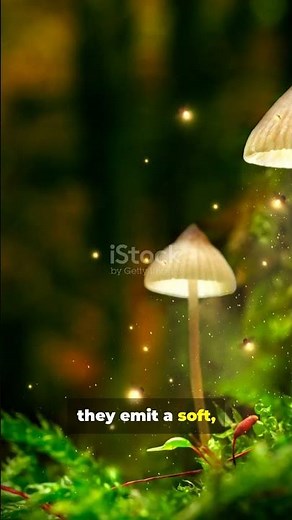Trivia Fans: The Plant That Glows | Trivia part 442 #GlowPlants #Bioluminescence #shorts #trivia