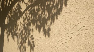 Tree Shadow on Wall in Afternoon Sunlight at Golden Hour