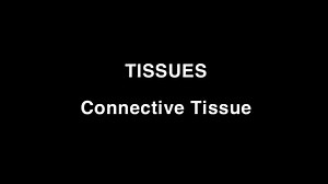 TISSUES 2. Connective Tissue