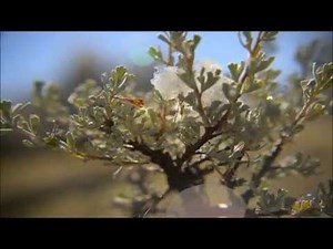 Time Lapse Snow Melting from Grass Shoots Plants Tree Branches in Winter Spring Video Photography HD