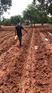 192K views · 3.5K reactions | Planting Irish potatoes with fertilizer by Agronomist H. Kanyimbo Broadcast the basal fertilizer in the lines: MAP (Mono Ammonium Phosphate) N(%)-P%(12-61-0). MAP has a high phosphorus content, which is necessary for crops to grow vigorously, develop a strong root system, and prepare effectively for tuber development. #agriculture #farming #potatoes | Agronomist H Kanyimbo | Facebook