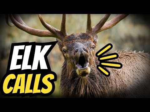 Elk Sounds Explained: What Every Call Actually Means