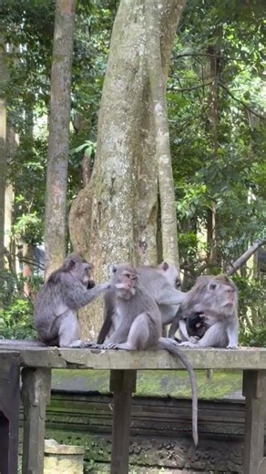 Najčistija ljubav ne govori… ona se oseća ❤️🐒‪@SVETBIOLOGIJE‬ #svetbiologije #nature #priroda