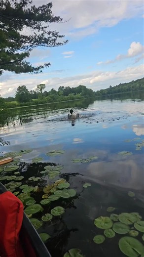 Loon Dance on Messalonskee Lake: Maine Common Loon Behavior