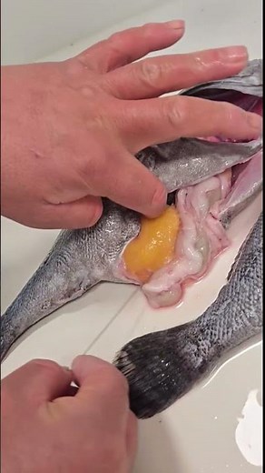 How to fish sea bass (how to deflate the swim bladder) #fishing #sea bass fishing #fishing
