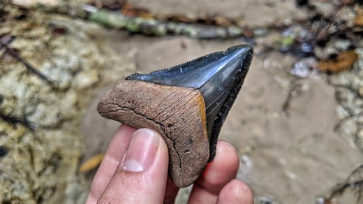 Florida Fossil Hunting ¦ Finding Megalodon Shark Teeth & Cleaning Up Trash!
