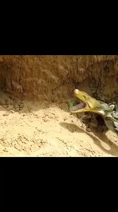 18K views · 140 reactions | A mother cat fights a cobra to protect her kittens #usa #india #reels #viralreels #reelsviral #new #post #viral #trending #Amazing | VEN a Tabiazo | Facebook