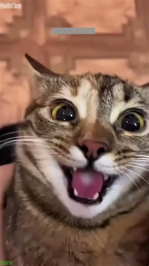 Cat videos 🙀 New Funny Cats 2024 ❤️ # Episode 9699