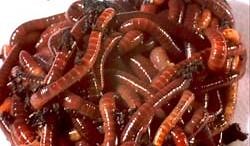 Earthworms and Worm Bins - Composting | NC State Extension