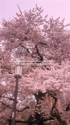 🌸Sakura is in bloom in Seattle🌸 - Sakura has begun to bloom in Seattle the past couple weeks and we are almost getting close to it’s full peak!🥹🌸 Here are some spots you can check out to catch the beautiful cherry blossoms this month: - 🌸Ferdinand St Boat Launch 🌸Kobe Terrace 🌸Denny Blaine Lake Park 🌸Seattle Center 🌸Liberty Park 🌸Renton City Hall 🌸Bellevue Downtown Park 🌸UW Quad 🌸Seattle Japanese Garden 🌸Green Lake Park 🌸Volunteer Park 🌸Jefferson Park - 💭Have you seen cherry blo