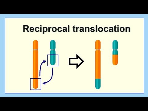 reciprocal translocation