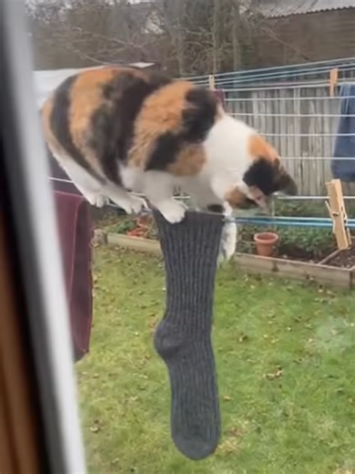 Кошка-воришка: Тайна её похищений