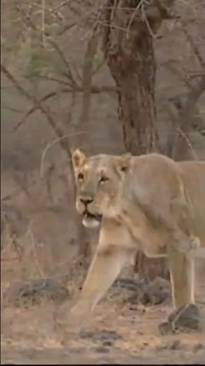 La morphologie du lion - Au royaume des Lions d'Asie - Inde - Passion sauvage #animaux #faune