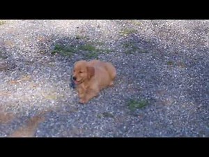 Golden Retriever Puppies For Sale