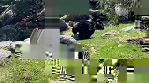 9.4K views · 472 reactions | Bear with us! Despite recent snows, warm...