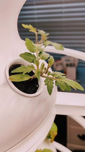 A quick guide to hydroponics. Stay tuned for updates! #gardener #plants #plant #love #gardenlife #gardentips #mygarden #veggiegarden #gardeningismytherapy #lovegardening #organic #growyourown #gardens