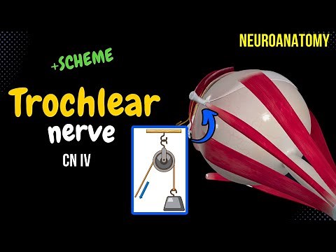 CN 4: Trochlear Nerve (Scheme, Pathway, Clinical Relevance) | Neuroanatomy