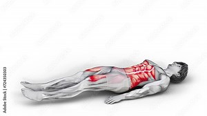 Bottoms Up-3D (869)- Anatomy of fitness and bodybuilding with distinct active muscles- 150 frame Animation + 150 frame Alpha Matte