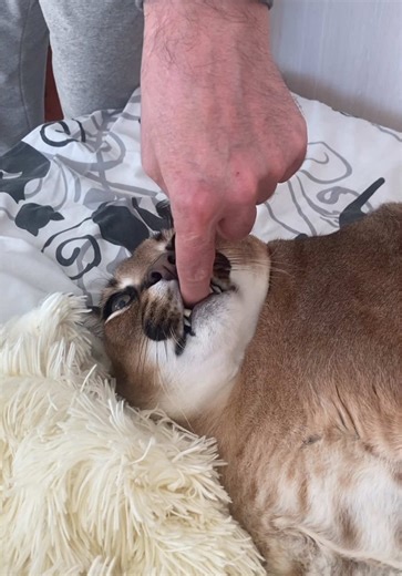 Gosha Shows Chill Attitude Towards Dad's Shenanigans