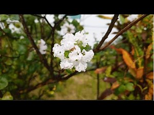 Graceful Beauty of Lagerstroemia indica | The Blooming Crape Myrtle Tree