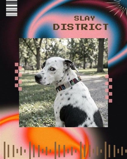 dogIDs™ MAYA ScruffTag Personalized Dog Collar