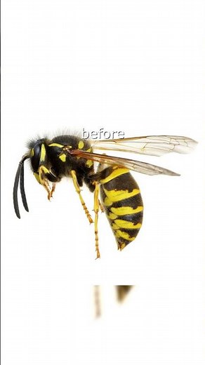 Tarantula Hawk: The Spooky Wasp