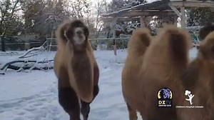 11K views · 1.4K reactions | Happy first day of winter, which in Denver can mean rain, snow, sun, heat, cold, or who knows! But to keep with the wintery theme, here is a Wild Milestones update in partnership with Children’s Hospital Colorado, of Bactrian  babies Hagrid and Sprout goofing off in a recent snowfall! | Denver Zoo Conservation Alliance | Facebook