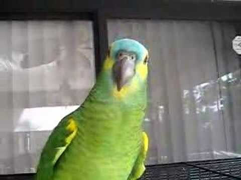 Audi Murphy Blue Front Amazon Parrot 4