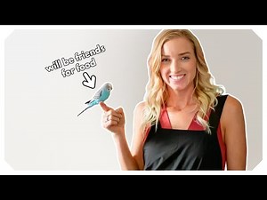 My Budgie Will Only Come To Me If I Have Food 😩😩