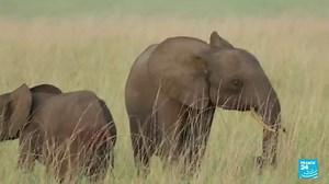 Elephant tusk DNA sleuthing reveals ivory trafficking networks