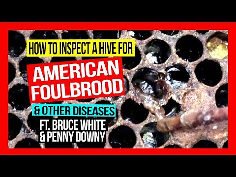 How to Inspect a Hive for American Foulbrood & Other Bee Diseases