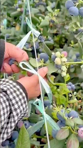 Carefully Picking Ripe Blueberries While Supporting the Branches for Better Growth