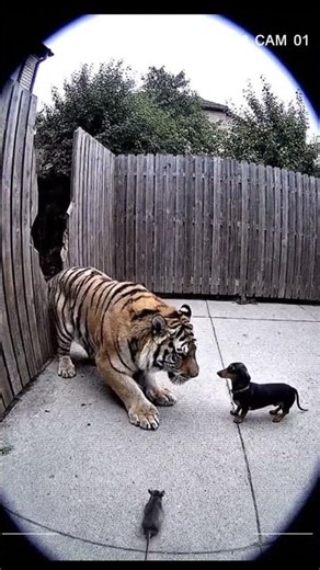 HILARIOUS! A Tiger RUNS AWAY from a Tiny Mouse! 🐅🐭😂 | The Funniest Twist in the Wild