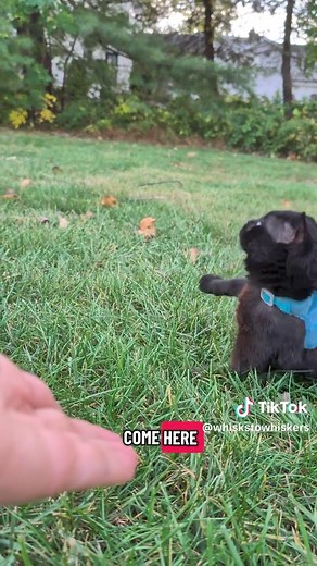 Understanding Cerebellar Hypoplasia in Wobbly Cats