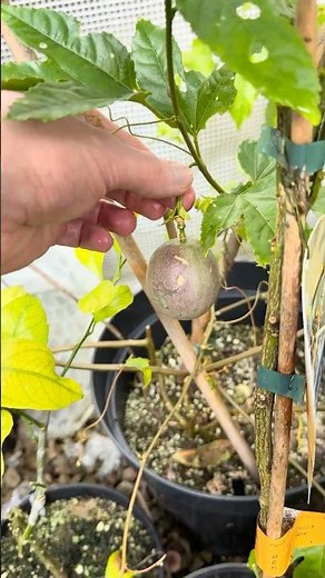 UK Grown Tropical Passion Fruit Beginning To Ripen (Passiflora edulis) #tropicalfruit #passionfruit