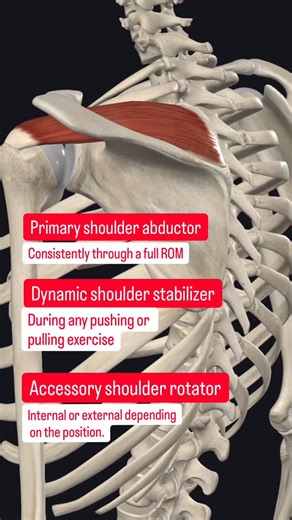 Dr. Adam McAtee PT, DPT | The Supraspinatus is one of the four rotator cuff muscles and is most likely to be injured. It originates at the supraspinatus fossa on... | Instagram