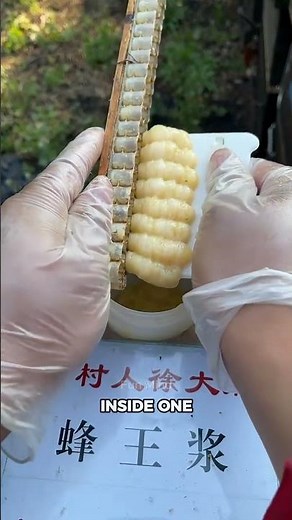 Royal Jelly, The World’s Most Expensive Bee Product!