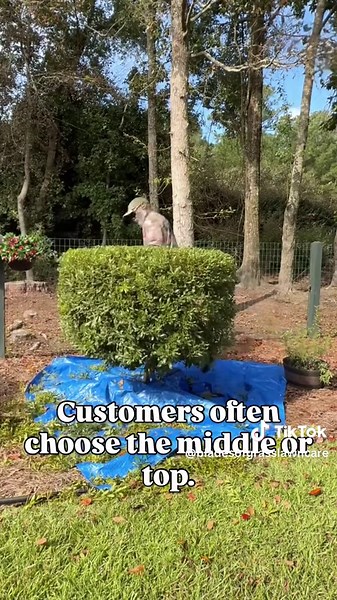 Lawn Care Tips from Blades of Grass