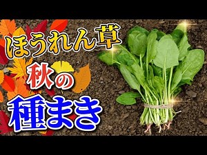 #1. How to grow spinach [Seed sowing] Tips for increasing germination rate in autumn! [Home garde...