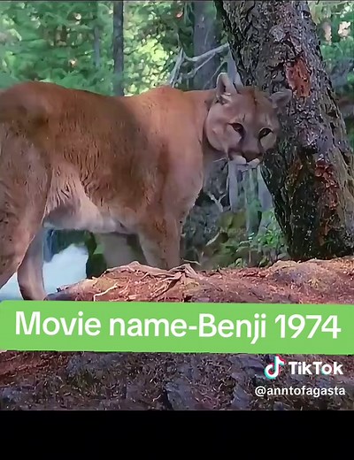 Exploring the Heartwarming Story of Benji 1974