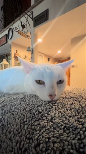 Purrfectly Mismatched (@3_stinks)’s videos with original sound - JustJatun