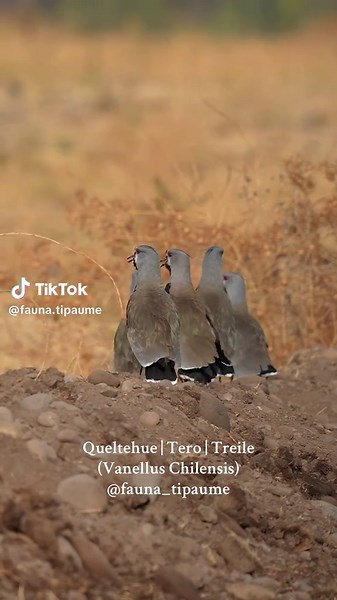 Conociendo al Queltehue: El Tero de Chile